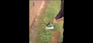 👉ใช้ได้ 100 ปี  XXYจอบดายหญ้า จอบถากหญ้าคมๆ จอบขยันถากหญ้า จอบเล็กถากหญ้า  ทำจากเหล็กหลอมหนา  ถางหญ้า