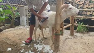 GARANSI 1 TAHUN | BAORUN S1 PRO 100% ORIGINAL - Alat Cukur Bulu / bulu domba / anjing / Kucing - alat cukur hewan domba bourun - alat cukur bulu domba - baorun s1 alat cukur domba - mesin cukur domba - mesin cukur domba garut - mesin cukur baorun