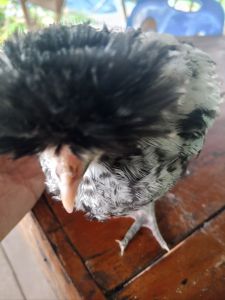 ไข่เชื้อไก่โปแลนด์​ Polish chicken ชุด 2 ฟอง แถมฟรี 1ฟอง