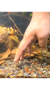 1.9m / 2.2m Alat Penguras Air Aquarium Warna Transparan Cleaner Pump Siphon Manual Untuk Akuarium Besar Dan Kecil