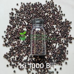 Buah Angkung Kering Obat Stroke & Darah Tinggi 1000 Biji Bonus 50 Biji