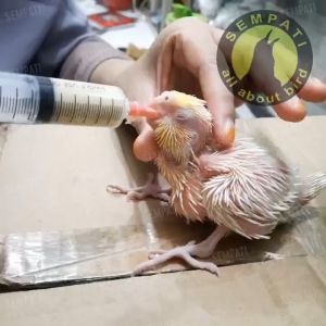 SEMPATI Karet Pentil Ban Sepeda Motor Ketapel Untuk Selang Spet Lolohan Burung RKECUBUNG1