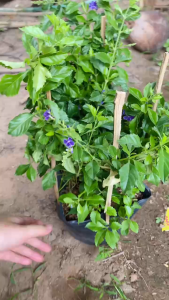 Cây Chuỗi Ngọc Tím - Hoa tím rực rõ - Tổng thể tầm 40-50 cm - Cây sắp ra hoa hoặc đang Hoa!