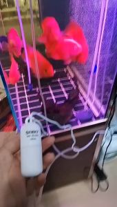 Máy sủi oxy Sobo USB Mini Silent Air Pump sủi 1 vòi êm bể cá tép thủy sinh