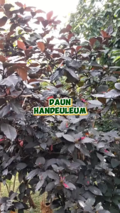 Daun Handeuleum Segar / Daun Ungu Segar Herbal Untuk Obat Ambeien