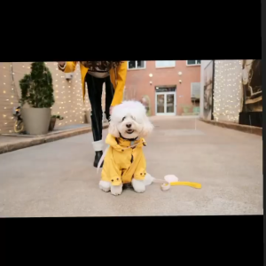 【SG In Stock】Adjustable Outdoor Waterproof Dog Raincoat Reflective Thickened Clothes For Medium Small Large Dogs