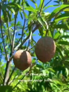 (PROMO) BIBIT SAWO JUMBO SAMBUNG CEPAT BERBUAH