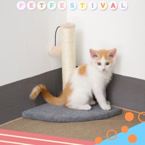 เล่นแมวลับลับ ที่ฝน เสาลับเล็บแมว เสาฝน กรอบปี ด้วย Cat Tree ของเล่นสัตว์เลี้ยง ราคาถูก ลดล้าง