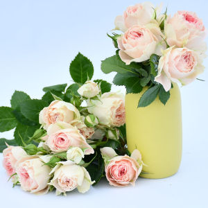 Authentic P14 Medium Large Rose Bush Pink Moon Rose Hybrid Anemone Style Plant Bred by Dianella Plants Ideal for Balcony Or Garden