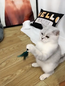 Tên sản phẩm Đồ chơi Cần câu Mèo gắn lông vũ tay cầm bằng gỗ (mẫu mới) - Love Pets Shop