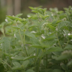 เมล็ดพันธุ์ แมงลักหอมนวล (ซองรีเทลและกระป๋อง)
