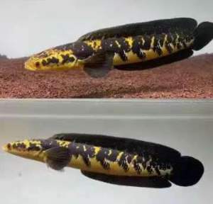 Channa Maru orange riau 6-7cm