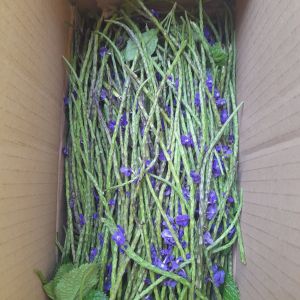 BUNGA JARONG SEGAR ATOU HERBAL BUNGA PECUT KUDA SEGAR per 1 kg