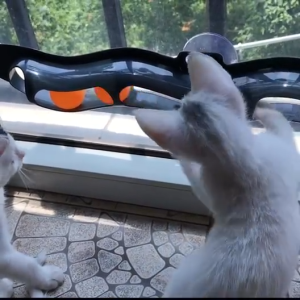 Removable Window Mounted Cat Interactive Ball & Track Plastic Toy Pet Physical & Mental Stimulation