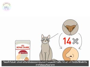 Royal Canin Medium Adult ถุงขนาด4Kg  สำหรับสุนัขโตพันธุ์กลาง อายุ 1 – 7 ปี