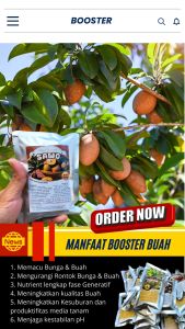 Booster Tanaman Sawo / Pupuk Booster Hayati Khusus Sawo