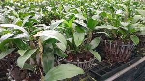 chậu kiều vuông lộc bắc size chậu nan f20 lùm đẹp đã làm sẳn nụ