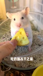 【READY-STOCK】Freeze Dried Cheese Hamster Snacks Nutritious Cheese Cube for Small Pets Hamster Snack Treat  宠物磨牙冻干芝士零食