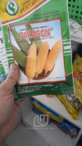 BENIH BIBIT JAGUNG MANIS PARAGON F1 ORI PERTIWI ISI 200 BIJI
