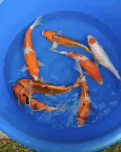 JAPAN KOI LOCAL BREED 10-12” SUPER PREMIUM GRADE 7pcs COMBO at 2660
