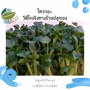 เมล็ดพันธุ์ ต้นอ่อน ไควาเระ (Kaiware) ไมโครกรีน Microgreens