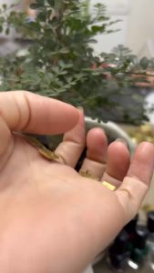 LÁ MÍA ĐỒNG HỒ TẠ LÊ VAI BÒ TREO TƯỜNG ĐỒNG HỒ CƠ CÔN