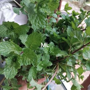Daun mint segar order baru petik organik 500 gram