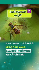 Chế Phẩm Xua Đuổi Ruồi Vàng BS23 Ruva 250ml - Diệt Con Non Và Ấu Trùng – Bác Sĩ Cây Xanh