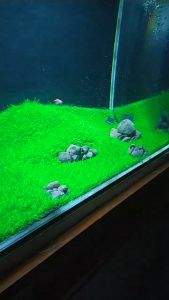 Rumput sintetis type swiss ukuran P 1M x L 1M