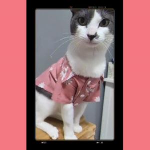 Pet Batik Shirt for Cats and Small Dogs Pink Cotton Floral and Geometry Motives by Furry Finds Hub