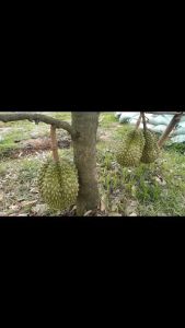 Bibit Durian Bawor Kaki 3 Unggul Cepat Berbuah