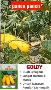 Benih Bibit Timun Suri Golden Madu: Panduan Lengkap