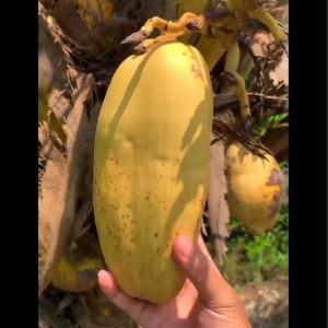Bibit Kelapa Gading Kuning Unggulan Terlaris