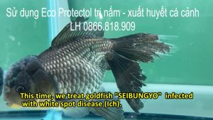 Chai 1L Protectol Trị Nấm Trắng - Nấm Thủy Mi Cho Cá Cảnh