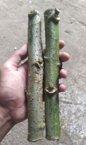 Bibit Telo Papua / Singkong Papua 40 cm. Beli 1 ikat Bonus 1-3 batang