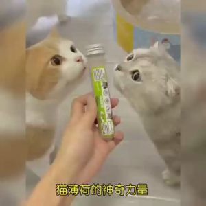 Catmint Snacks Bubuk Catnip Powder Camilan Kucing 10g