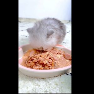 Makanan Kucing Basah Cat Food Pouch Wetfood 100 Gram Kitten Adult Wet Cat Food Menambah berat badan Makanan kucing basah Pouch Supercat kemasan cat food makanan kucing basah