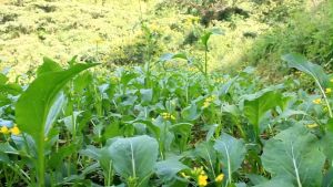 VALUE PACK (70 SEEDS) FLOWERING PECHAY/CHOY-SUM/CHINESE PECHAY/FOR BACKYARD/FARMING/HIGH GERMINATION RATE