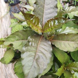 Bibit tanaman herbal daun ungu - herbal alami banyak manfaat