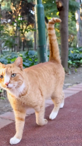 [1 ขวด] เพ็ตโตะโมริ สเปรย์ดับกลิ่นฉี่แมว ดับกลิ่นทันที ไม่ต้องล้างน้ำออก  450 มล.