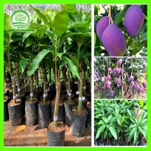 ต้นมะม่วงสีม่วงพันธุ์แท้ F1 ติดผลเยอะมาก 60-80ซม. ผลหวาน กรอบ หอม