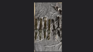 [HCM] Đồng hồ nam dây dù army-505 đen