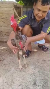 กล้ามโต เนื้อแน่น ทุบหนัก แข็งแรง เพื่อเก็บสะสมพลังงาน เพชรดำกล้ามโต2กระปุก อาหารเสริมบำรุงขนไก่ สารสกัดจากธรรมชาติ100% สูตรเลี้ยงตี ฟื้นฟูร่างกาย