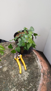 ต้นดีปลี ถุงเพาะ 5.5นิ้ว ใช้เป็นเครื่องเทศ มีกลิ่นหอม และเผ็ดมากกว่าพริกไทย