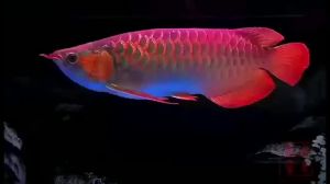 💗🙋‍♀️💗金龙鱼led灯红鱼红龙眼镜观赏鱼增艳灯防水七彩鱼专用灯潜水