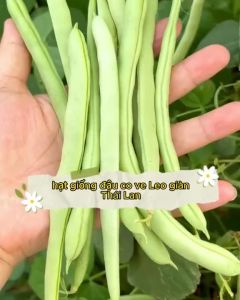 [ TOP BÁN CHẠY ] Hạt giống cove leo cao sản | Trồng quanh năm dễ chăm sóc