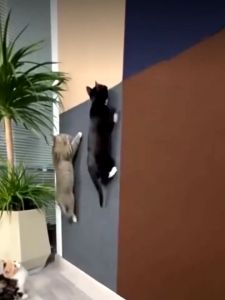 0.6*1m DIY Cat Climbing Mat Cat Claw Board Non Falling Debris Vertical Wall Sticker Cat Scratch Mat Self-adhesive Cat Climbing Mat Cat Scratch Protect Mat Can Be Cut Pet Family Furniture Protector Trimmable Self-Adhesive Carpet Pad for Cat Trellis Cat