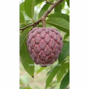 Purple Atis Seeds (Custard Apple / Sugar Apple Seeds / Sweetsop) 3pcs/ 5pcs/ 10pcs/ 20pcs