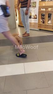 MEOWOOF Dog Shoes Cat Shoes Dog Shoe Kitten Shoes Cat Shoe Puppy Boots Pet Shoes Puppy Shoes Pet Shoe Cat Boots 狗鞋子 宠物鞋子