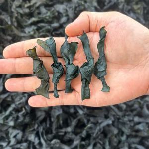Thick Sand-Free Dried Kelp Knots 500g